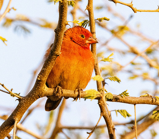 Red billed firefinch