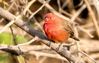Red billed firefinch