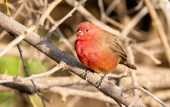 Red billed firefinch