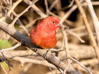 Red billed firefinch