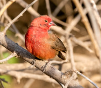 Red billed firefinch