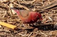 Red billed firefinch