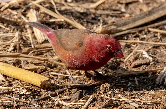 Red billed firefinch