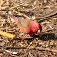 Red billed firefinch