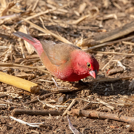 Red billed firefinch