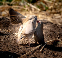 Red billed firefinch