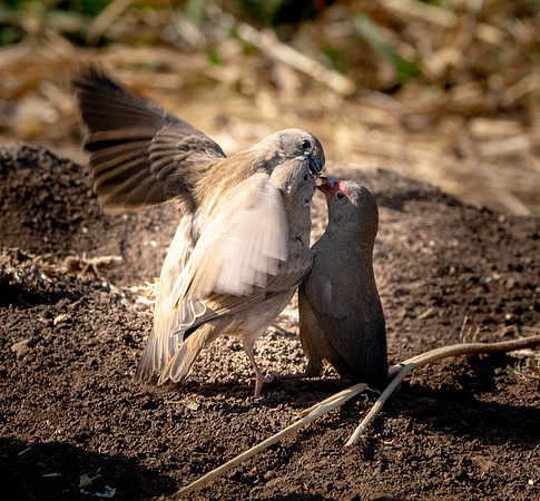 Red billed firefinch