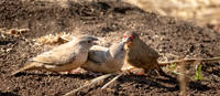 Red billed firefinch