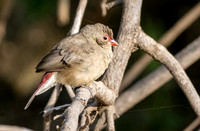 Red billed firefinch