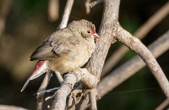Red billed firefinch