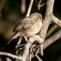 Red billed firefinch