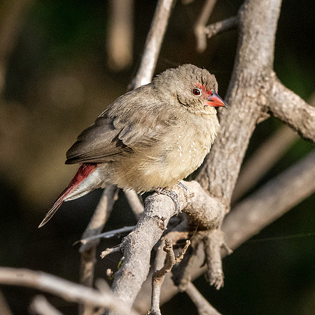Red billed firefinch