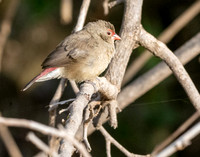 Red billed firefinch