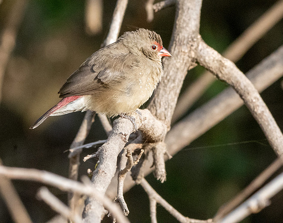 Red billed firefinch
