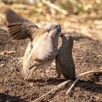 Red billed firefinch