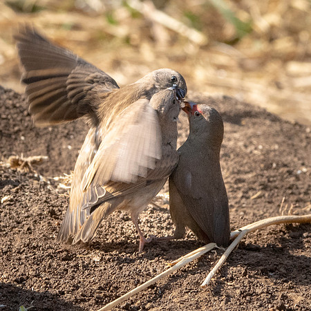Red billed firefinch