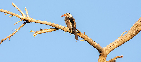 Red billed hornbill