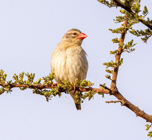 Red billed quelea