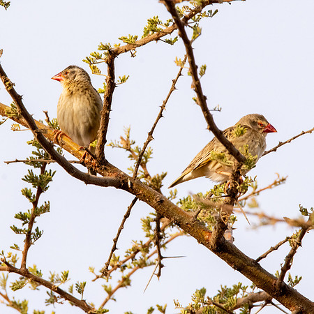 Red billed quelea