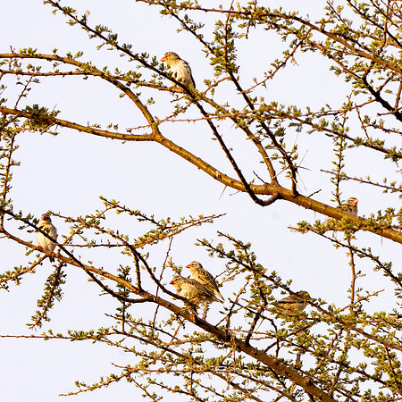 Red billed quelea