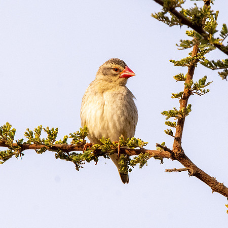 Red billed quelea