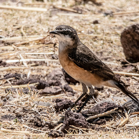 Red breasted wheatear