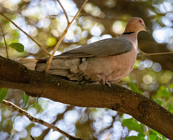 Red eyed dove