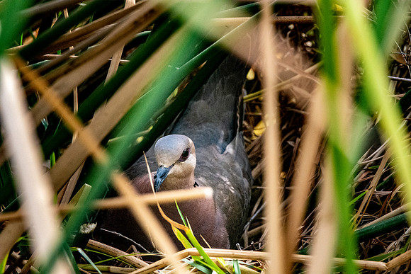 Red eyed dove