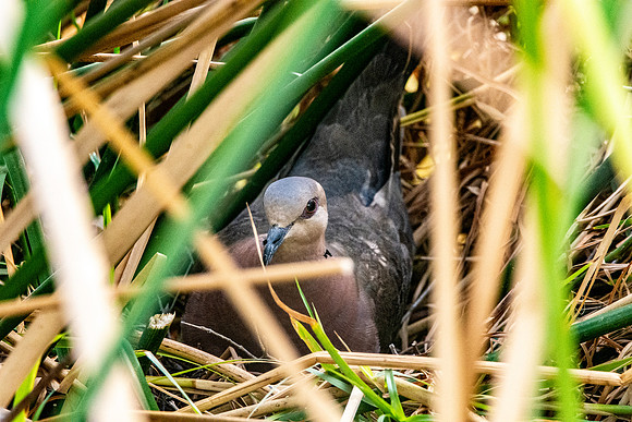 Red eyed dove