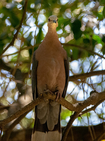 Red eyed dove