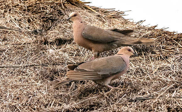 Red eyed dove