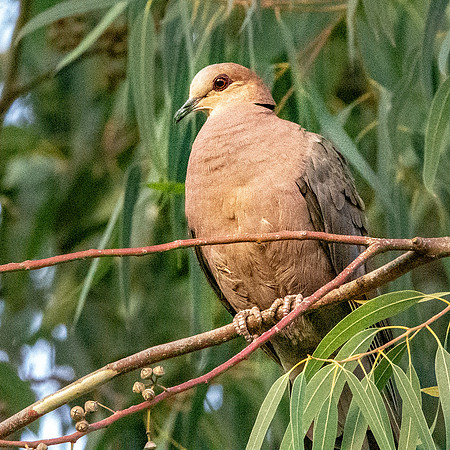 Red eyed dove