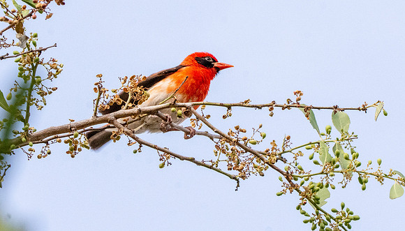 Red headed weaver