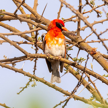 Red headed weaver