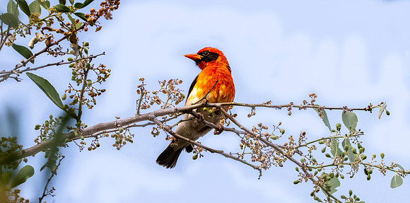 Red headed weaver