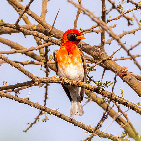 Red headed weaver
