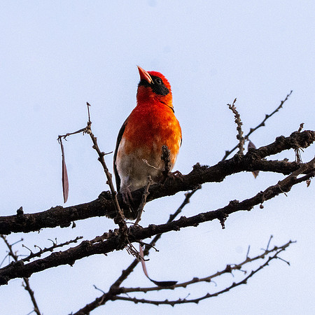 Red headed weaver