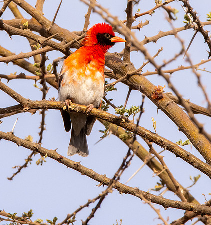 Red headed weaver