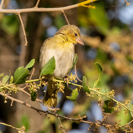 Red headed weaver