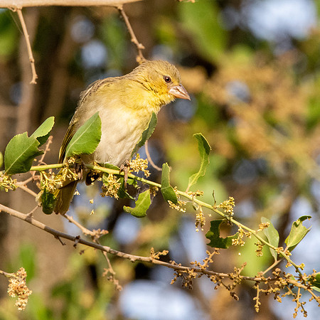 Red headed weaver