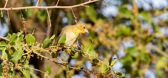 Red headed weaver