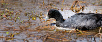 Red knobbed coot