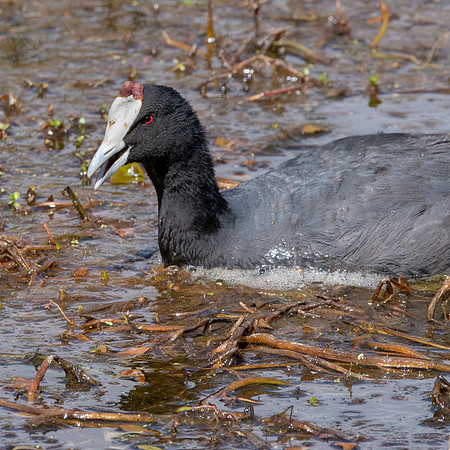 Red knobbed coot
