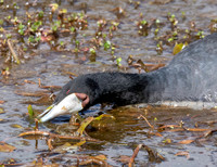 Red knobbed coot