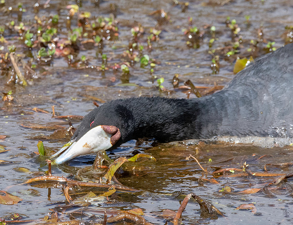 Red knobbed coot
