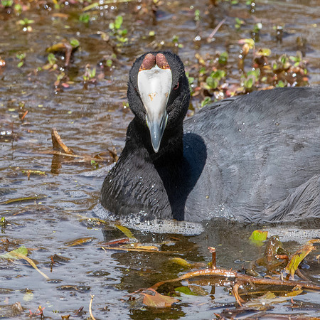 Red knobbed coot