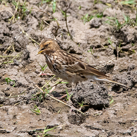 Red throated pipit