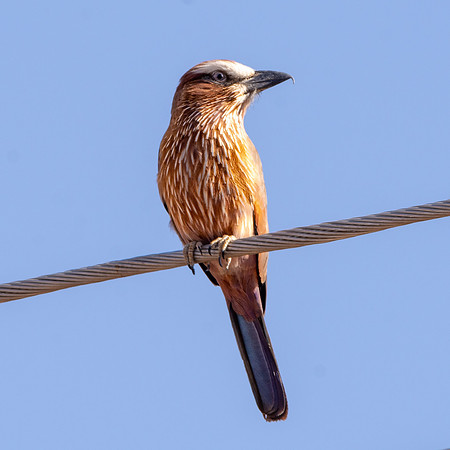 Rufous crowned roller