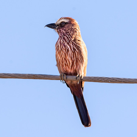 Rufous crowned roller