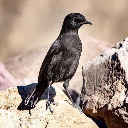 Ruppell's black chat